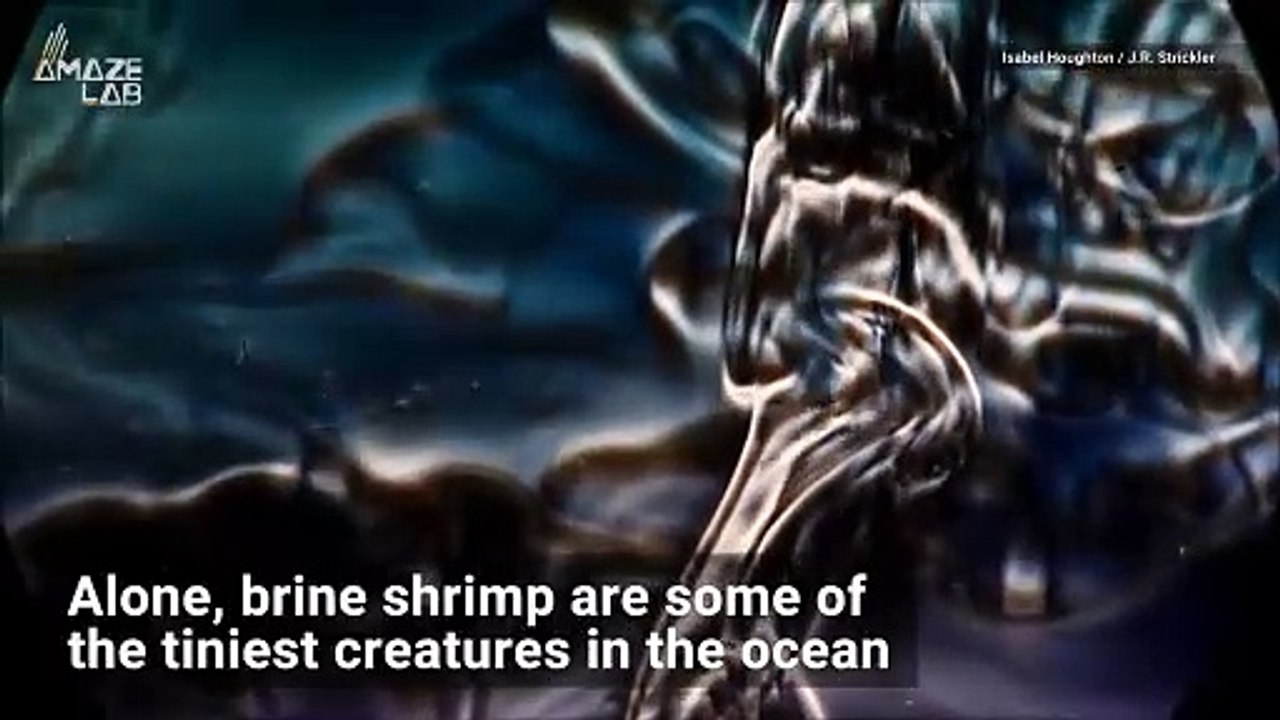Small Insects Can Create Ocean Currents