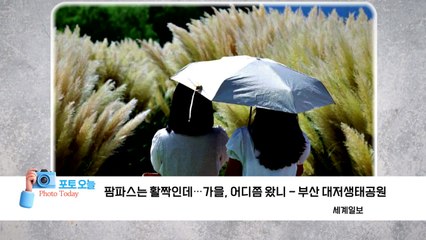 [포토오늘] 팜파스는 활짝인데…가을, 어디쯤 왔니 / YTN