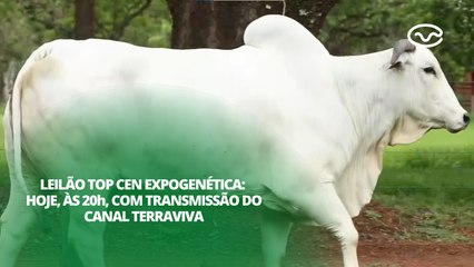 Leilão Top Cen ExpoGenética: hoje, às 20h, com transmissão do Canal Terraviva