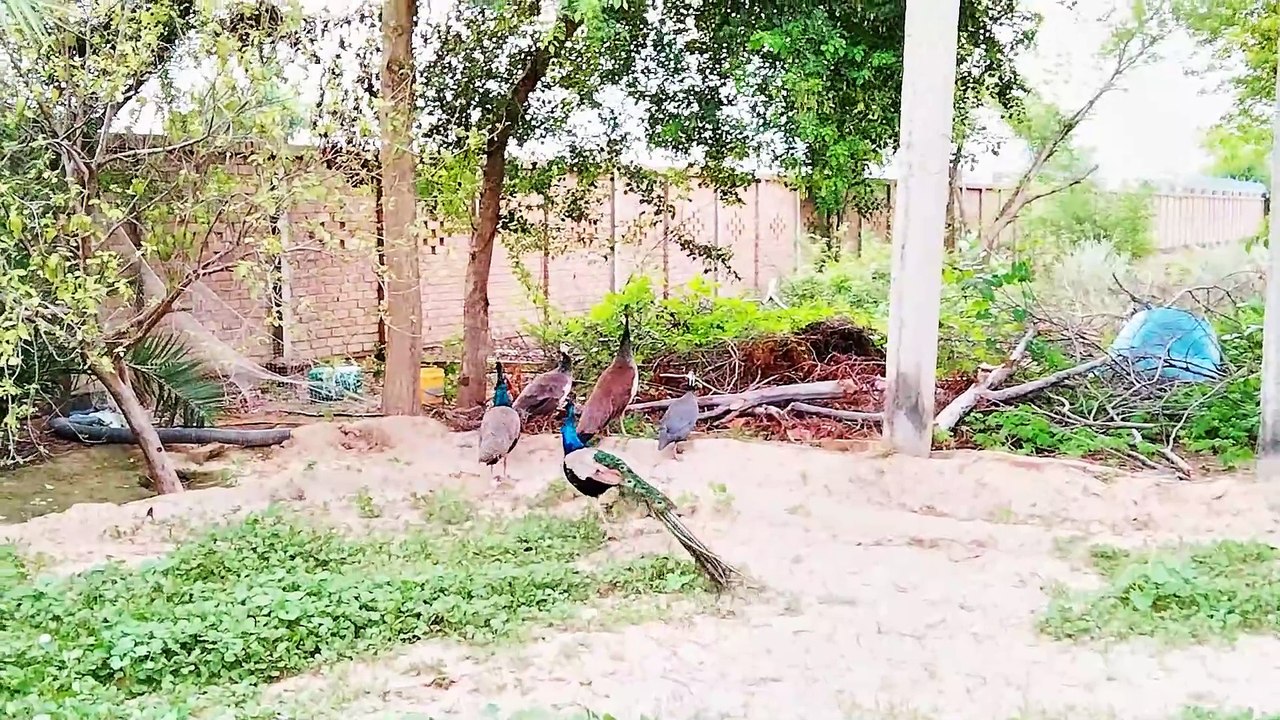 Very beautiful bird in the world peacocks