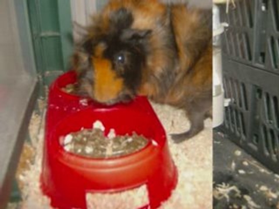 Cohabitation entre cochon d inde