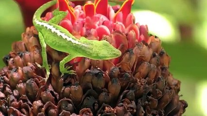 Ultimate Wild Animals Collection in 8K ULTRA