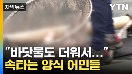 [자막뉴스] "바닷물도 더워서..." 물고기도 떼죽음에 양식 어민 발 동동 / YTN