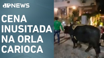 Homem passeia com búfalo na Praia de Copacabana, no Rio de Janeiro