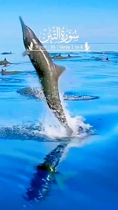 Surah Al-Tin verses 1-8 Urdu translation Quran Short video _shortvideo _youtubeshorts _shorts(720P_HD)