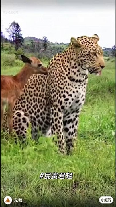 Lion loves the deer child