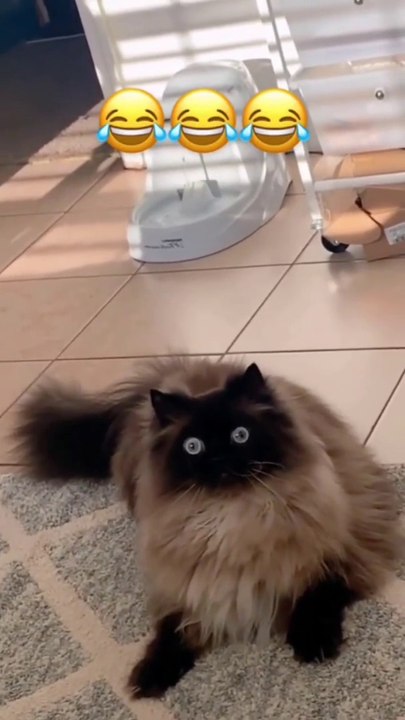 funny animals 02.