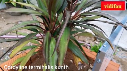 ti plant - टीआई संयंत्र - planta ti - ティプラント - نبات تي -