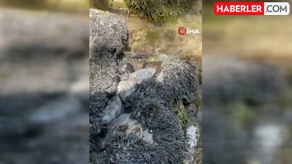 Yüksekova'da koca engerek yılanı görüntülendi