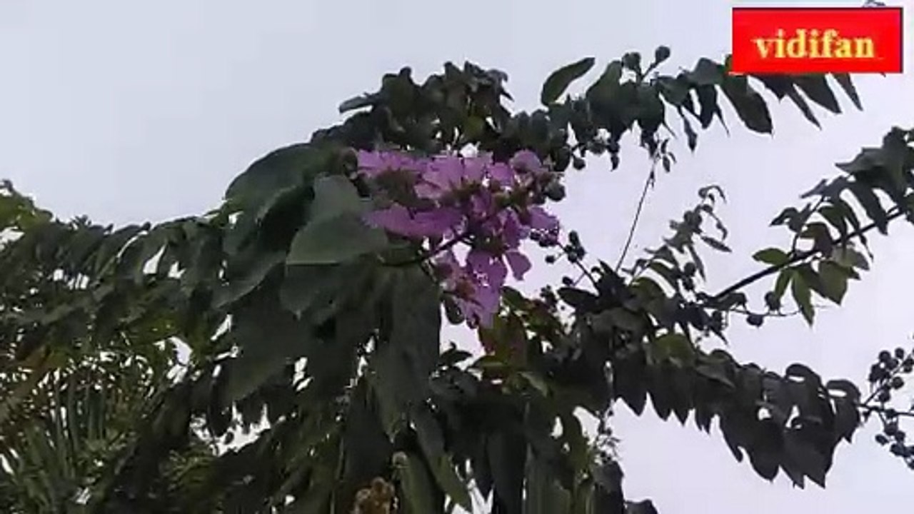 Lagerstroemia - Flores moradas de Polyscias fruticosa - زهور بوليسياس فروتيكوسا الأرجوانية - बैंगनी पोलिसियास फ्रुटिकोसा फूल -紫の Polyscias fruticosa の花 -