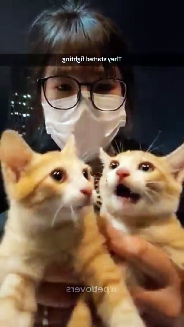 ⁣The last one #cat #funnycats #pets #funnypets #shorts