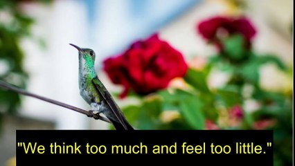 Silent Genius The Philosophical Insights of Charlie Chaplin