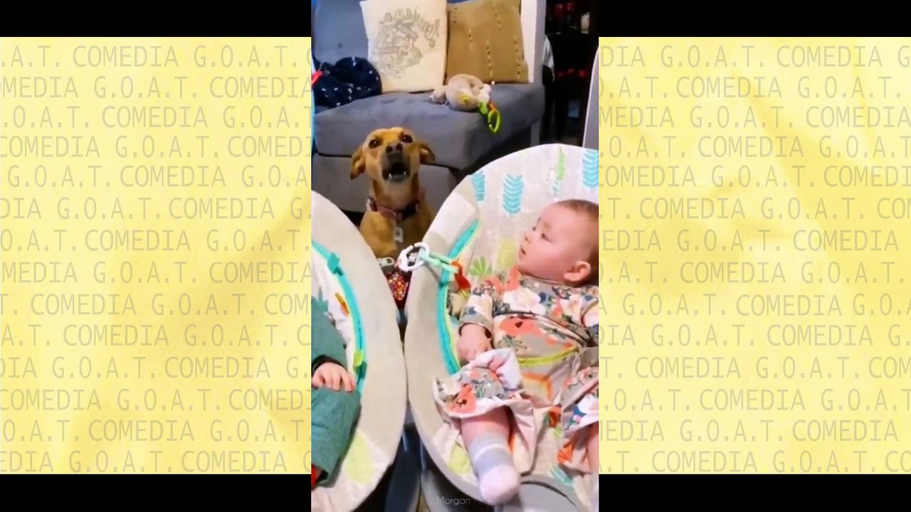 FUNNY_ANIMALS_❗_10_MINUTES_OF_LAUGHTER_⧸_BEST_CAT_AND_DOG_JOKES(1080p)