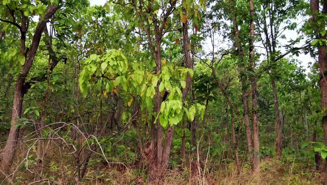Der verlassene Buddha-Schrein. Lost Place in Thailand #lostPlace #tempel #buddha #biketour