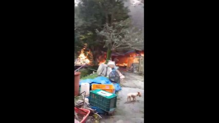 보호소 화재로 탈출한 유기견 포획 작업 재개 / YTN