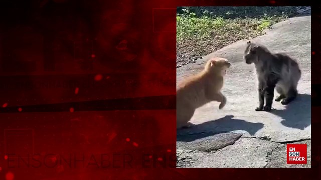Suya düşünce kavga etmekten vazgeçen kediler