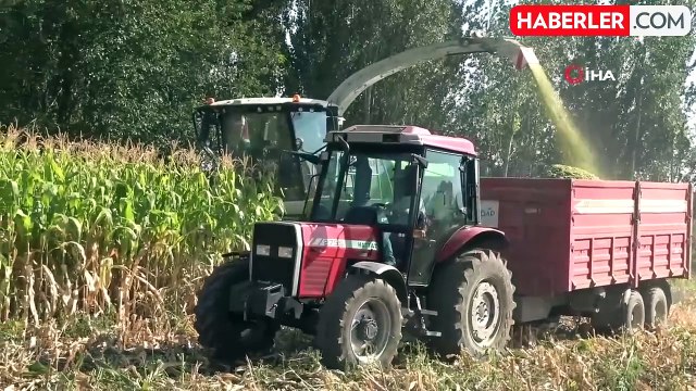 Devlet desteğiyle çiftçinin masrafı azaldı, silajlık mısır üretimi 128 bin tona ulaştı