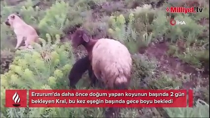 'Kral' bu kez sürünün eşeğine sahip çıktı