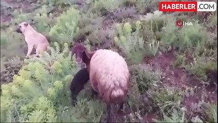 'Kral' bu kez sürünün eşeğine sahip çıktı