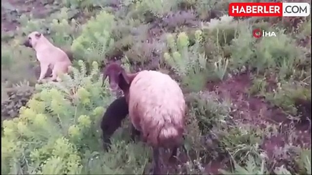 'Kral' bu kez sürünün eşeğine sahip çıktı