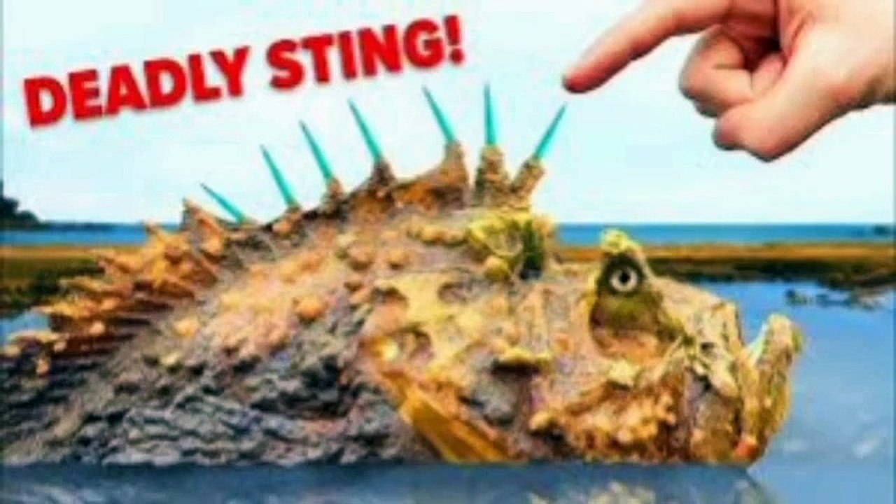 Interesting facts about stone fish | دنیا کی سب سے زہریلی مچھلی ، جو آپ کے جان بھی لے سکتے ہیں