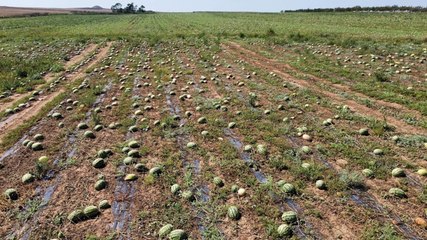 Dolu mağduru çiftçi, karpuzu tarlada bıraktı