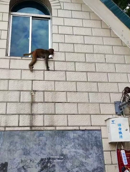 monkeys