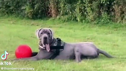 Blue the Great Dane is the latest dog to arrive at Sheffield's Thornberry Animal Sanctuary