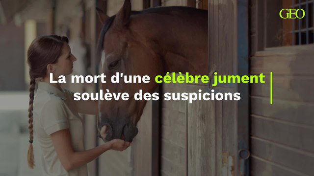 La mort d'une célèbre jument soulève un débat sur le traitement réservé aux championnes retraitées