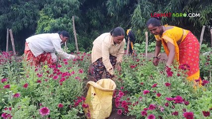 शेवंतीच्या शेतीतून १६ लाखांचा नफा कसा मिळतो