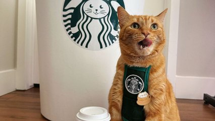 Couple spend $20,000 dressing up their cat in outfits - including as a barista