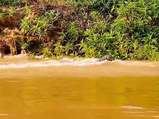 Скачать видео: Leopards are incredibly stealthy hunters, capable of taking down prey much larger than themselves.