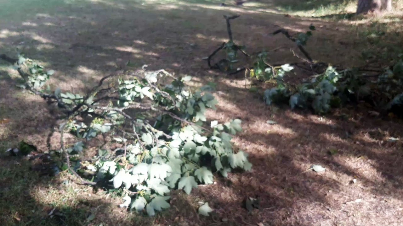 Storm Lilian: Flights cancelled, branches and trees torn down as winds of up to 80mph forecast