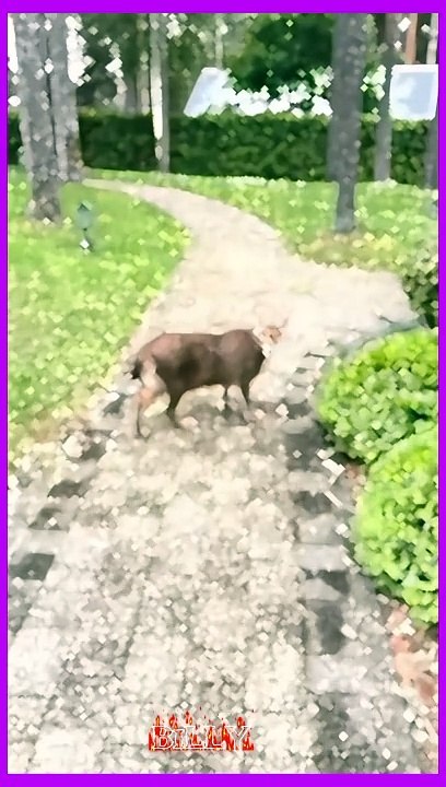 Dodge Lover #pakistan #trending #indiapakistan #india #usa #bugatti #ferrari #gwagon #billy4u #dodge