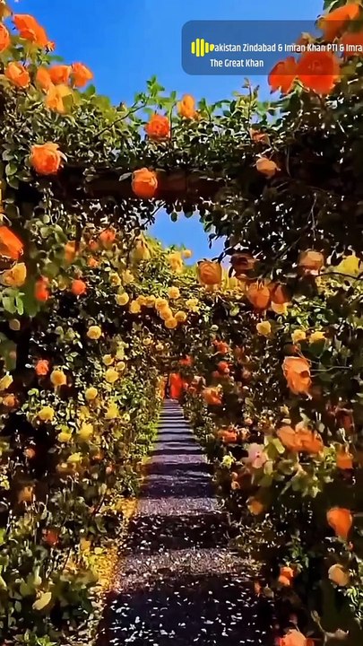 PARK,,,Here is a beautiful park,you can see different colors of roses,spacious roads in the green volley