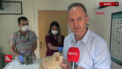 Bursa'da evde 4 köpeğe şiddet uygulayarak eziyet etti