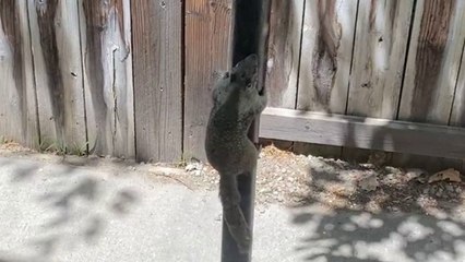 Thieving squirrel learns its lesson trying to climb greased pole to steal seeds