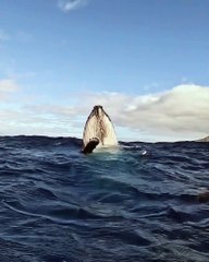 Breathtaking whale encounters in French Polynesia.  by @mooreaoceanadventures, @matthmoz & @vinny_labBetween August and November, the waters of French Polynesia become a sanctuary for humpback whales. Observing them i