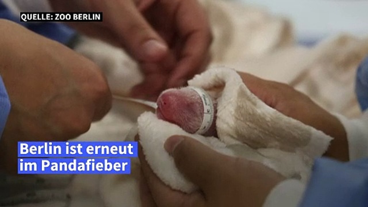 Pandafieber in Berlin: Zwillinge im Zoo geboren