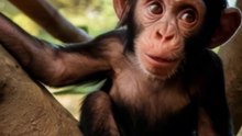Bébé chimpanzé