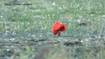 The scarlet ibis feeding at Stodmarsh Nature Reserve