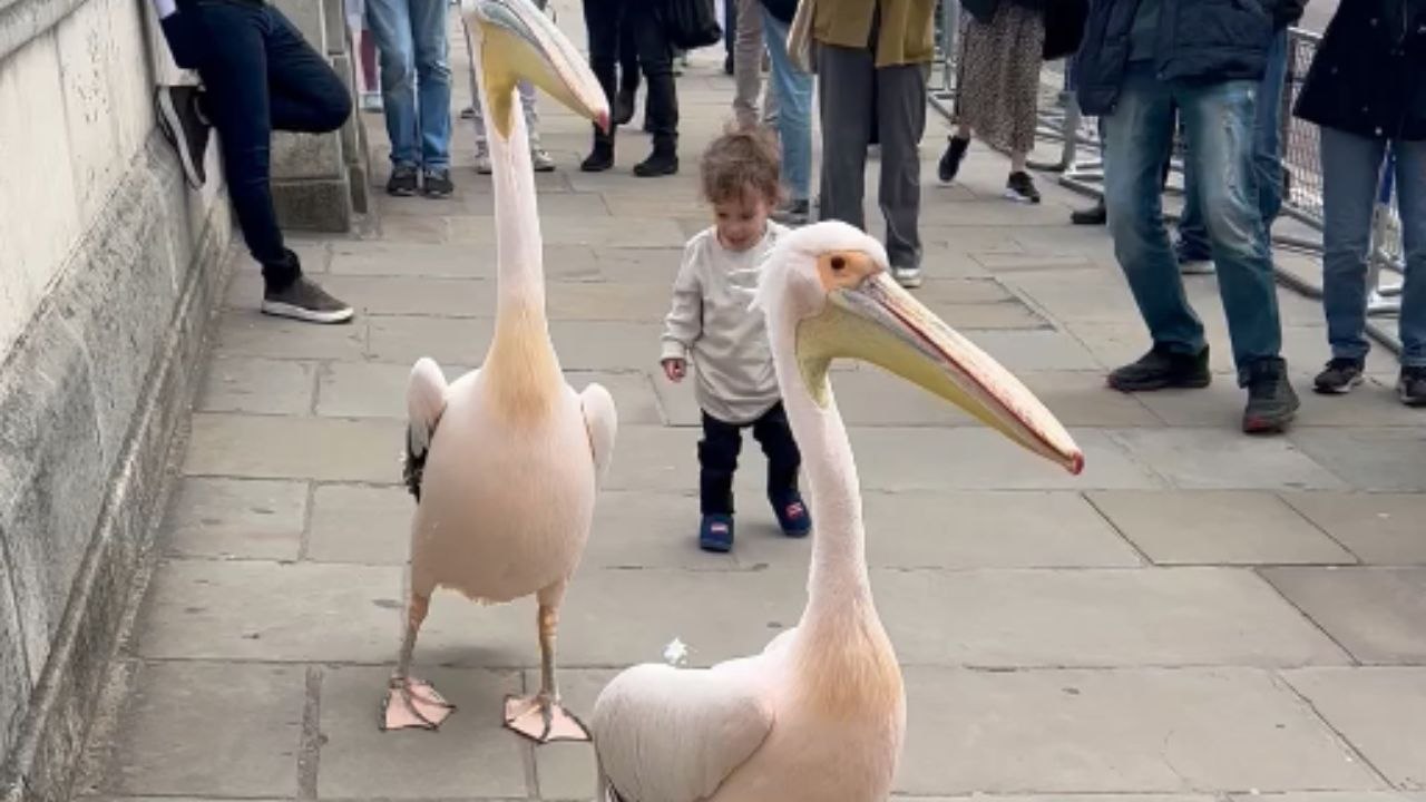 Comical moment unfolds as toddler's friendship offer is rejected by peckish pelican