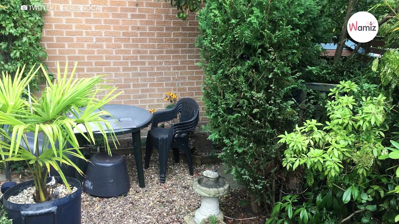 Wer entdeckt die Katze in weniger als 20 Sekunden?