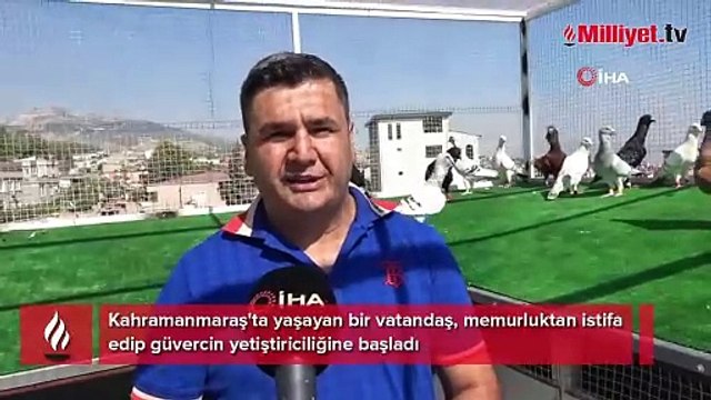 Memurluktan istifa etti, çocukluk hayalini gerçekleştirdi: Otomobil fiyatına güvercin satıyor