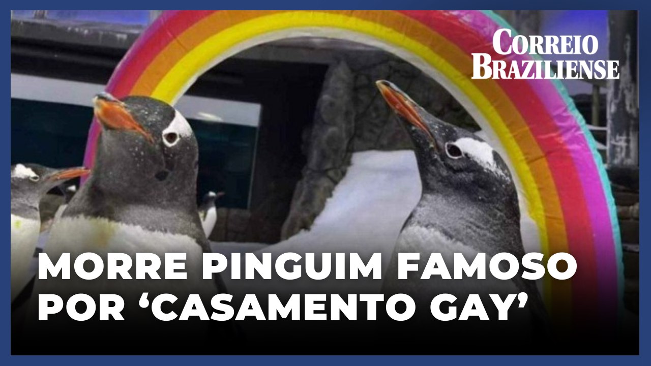 Morre Sphen, pinguim famoso por formar com seu...