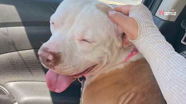 Un chien demande de l'aide sur la route : il a une technique bien à lui pour attirer l'attention des voitures