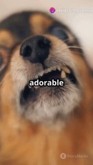 Top 5 Absolutely Adorable Animals You Can't Miss! 🐾