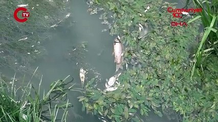 Amasya Yeşilırmak'ta balık ölümleri yaşandı