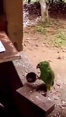 Ce perroquet a une petite faim