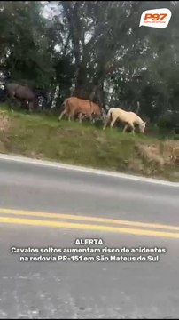 Alerta: cavalos soltos aumentam risco de acidentes na rodovia PR-151 em São Mateus do Sul